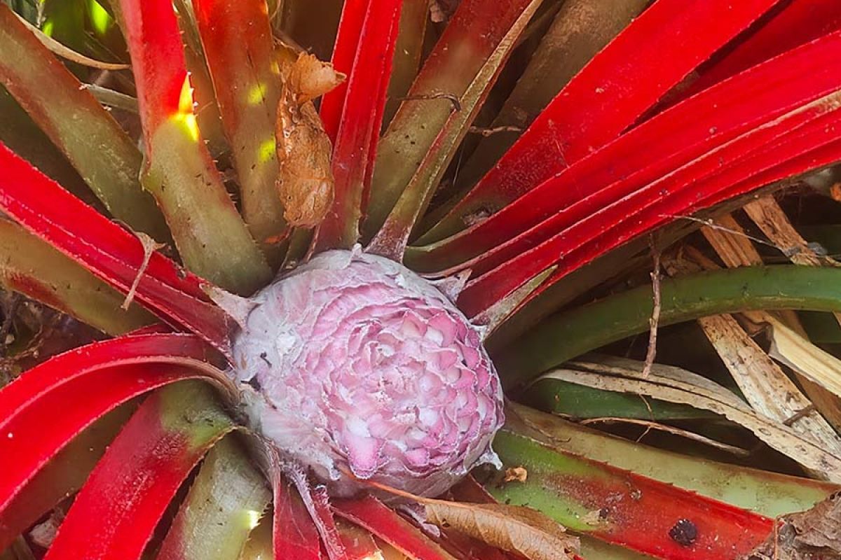 Fascicularia bicolour