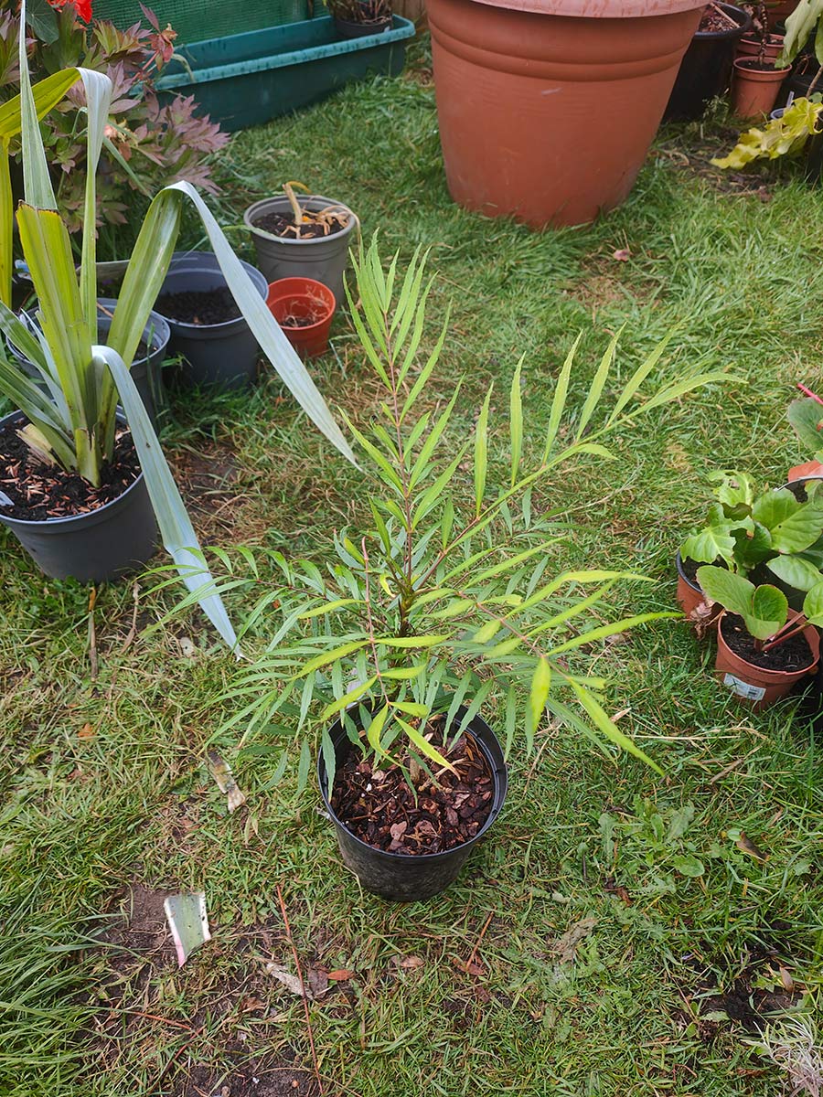Mahonia soft caress