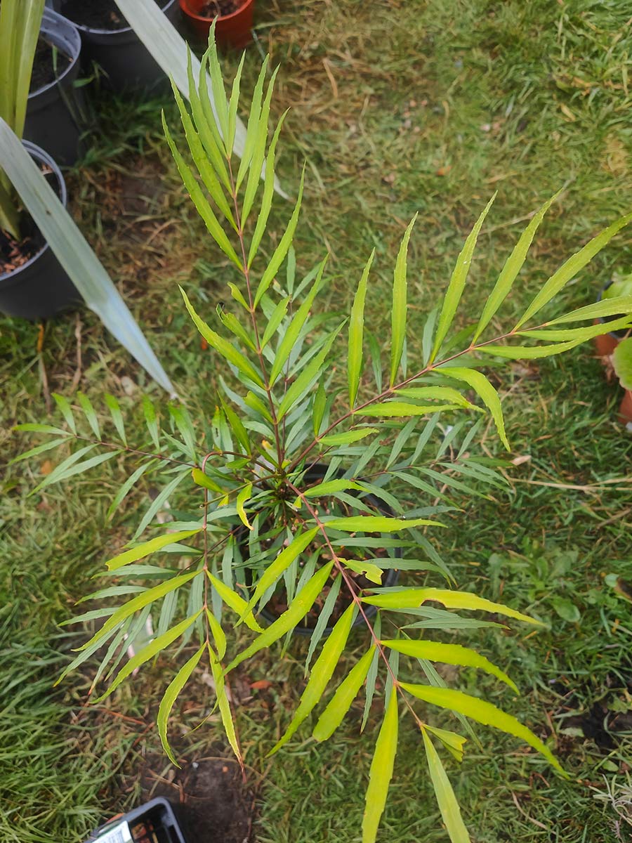 Mahonia soft caress