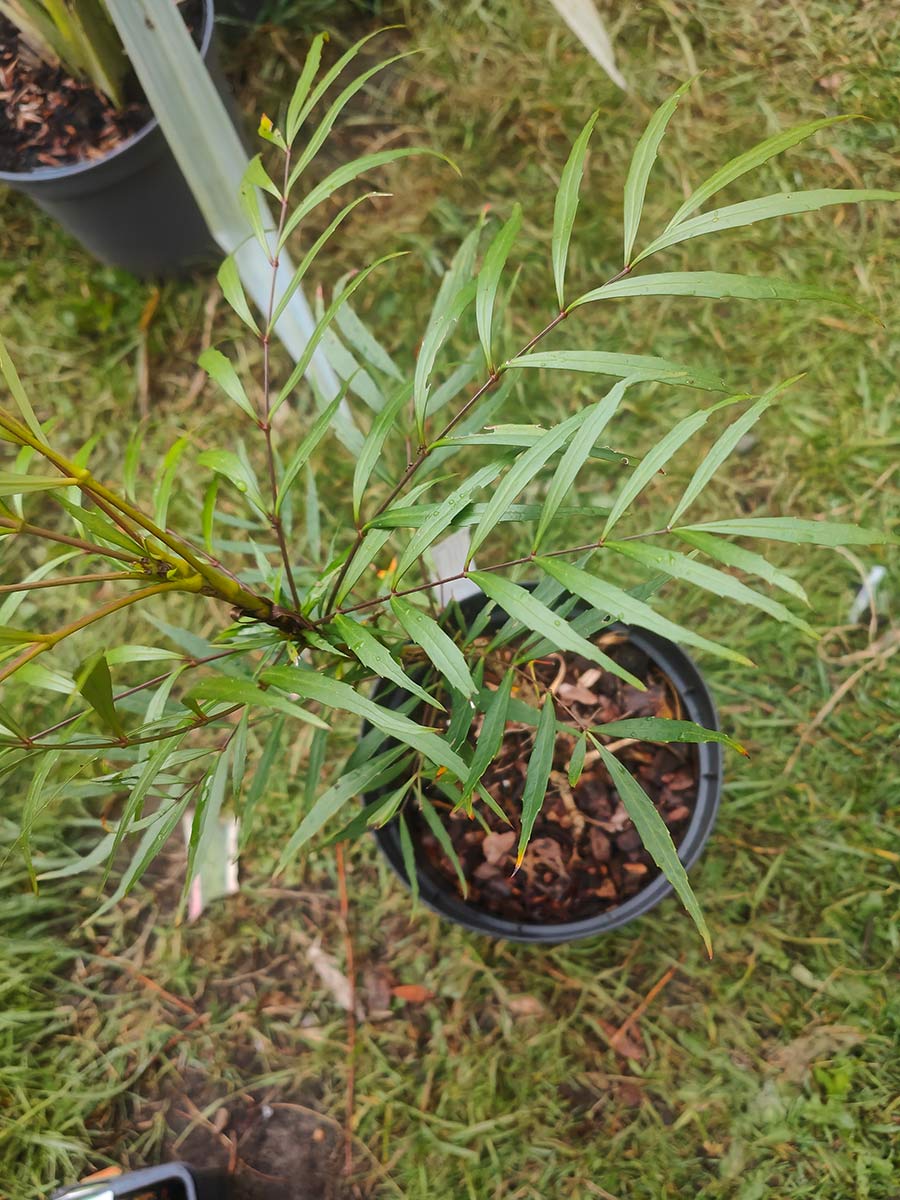Mahonia soft caress