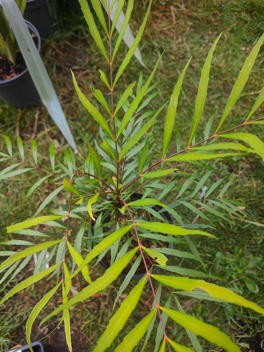 Mahonia soft caress