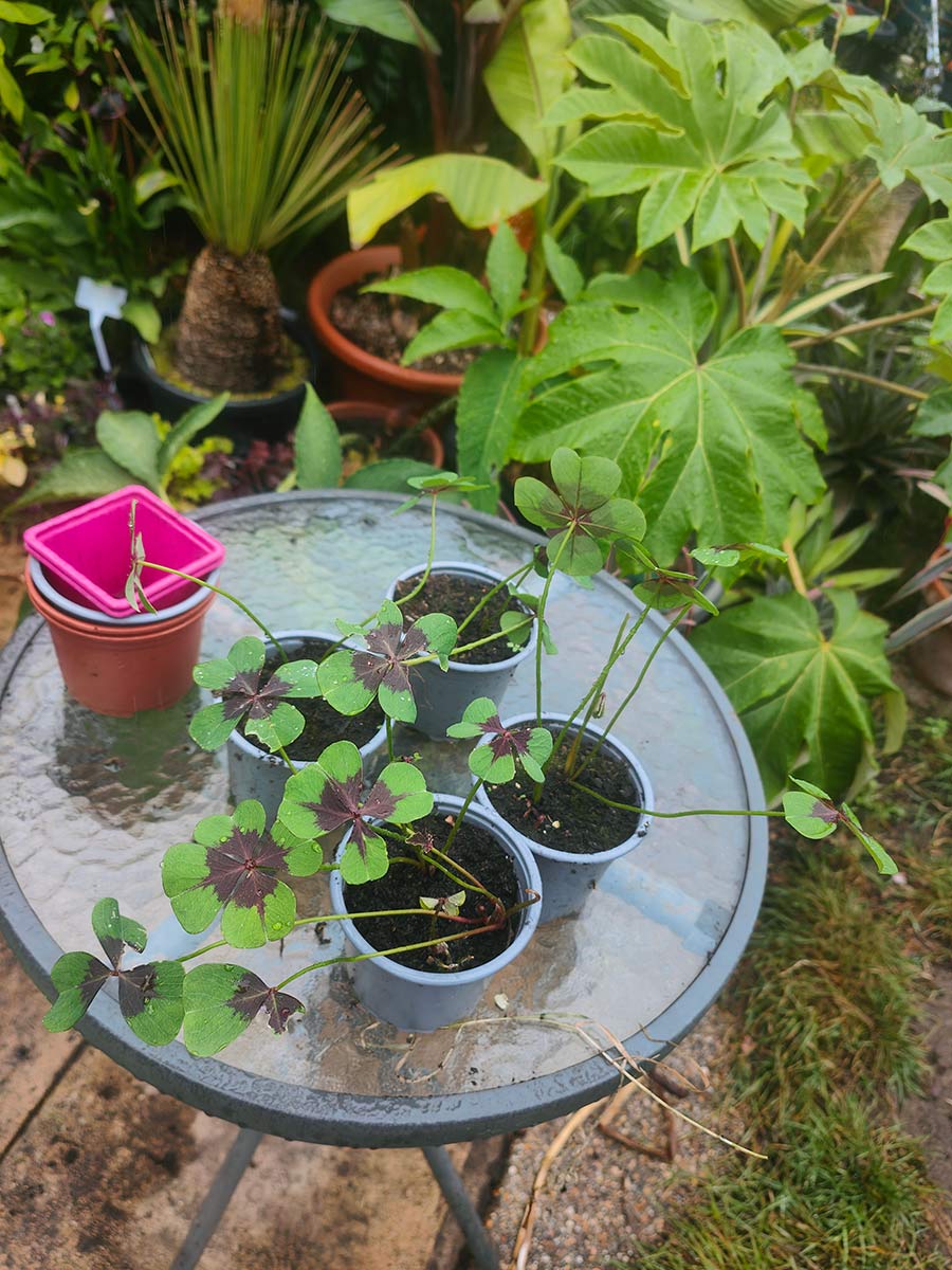Oxalis 'Iron Cross'