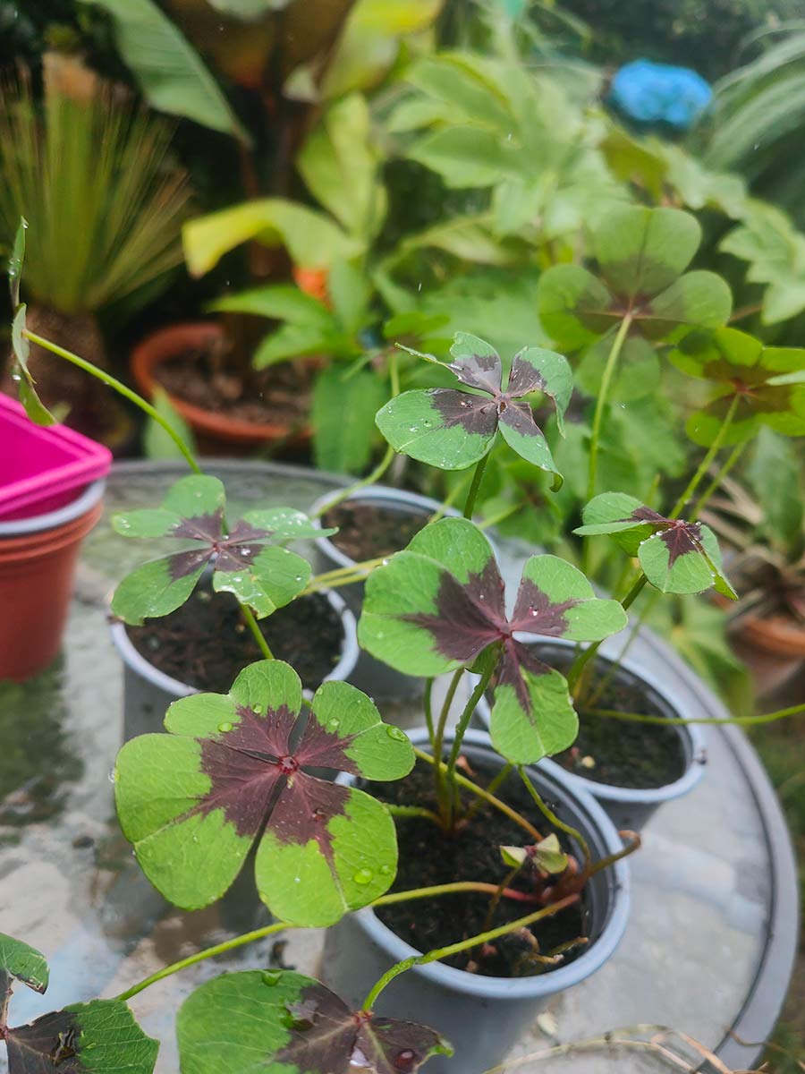 Oxalis 'Iron Cross'