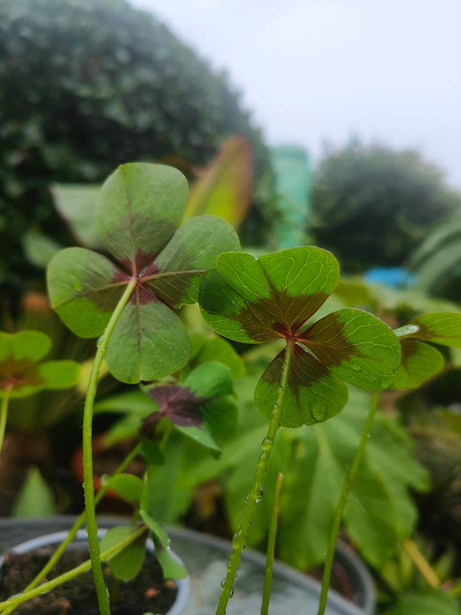 Oxalis 'Iron Cross'