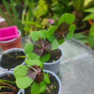 Oxalis 'Iron Cross'
