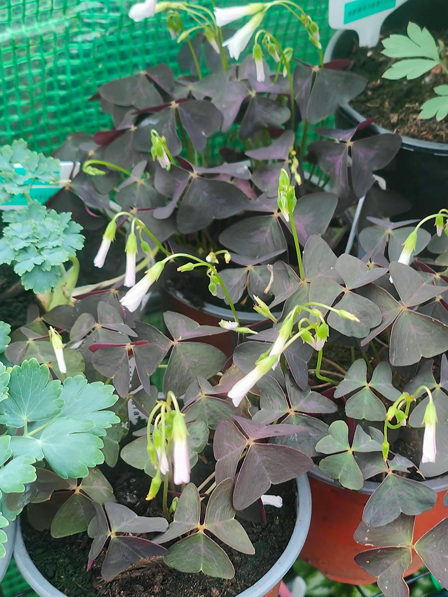 Oxalis triangularis