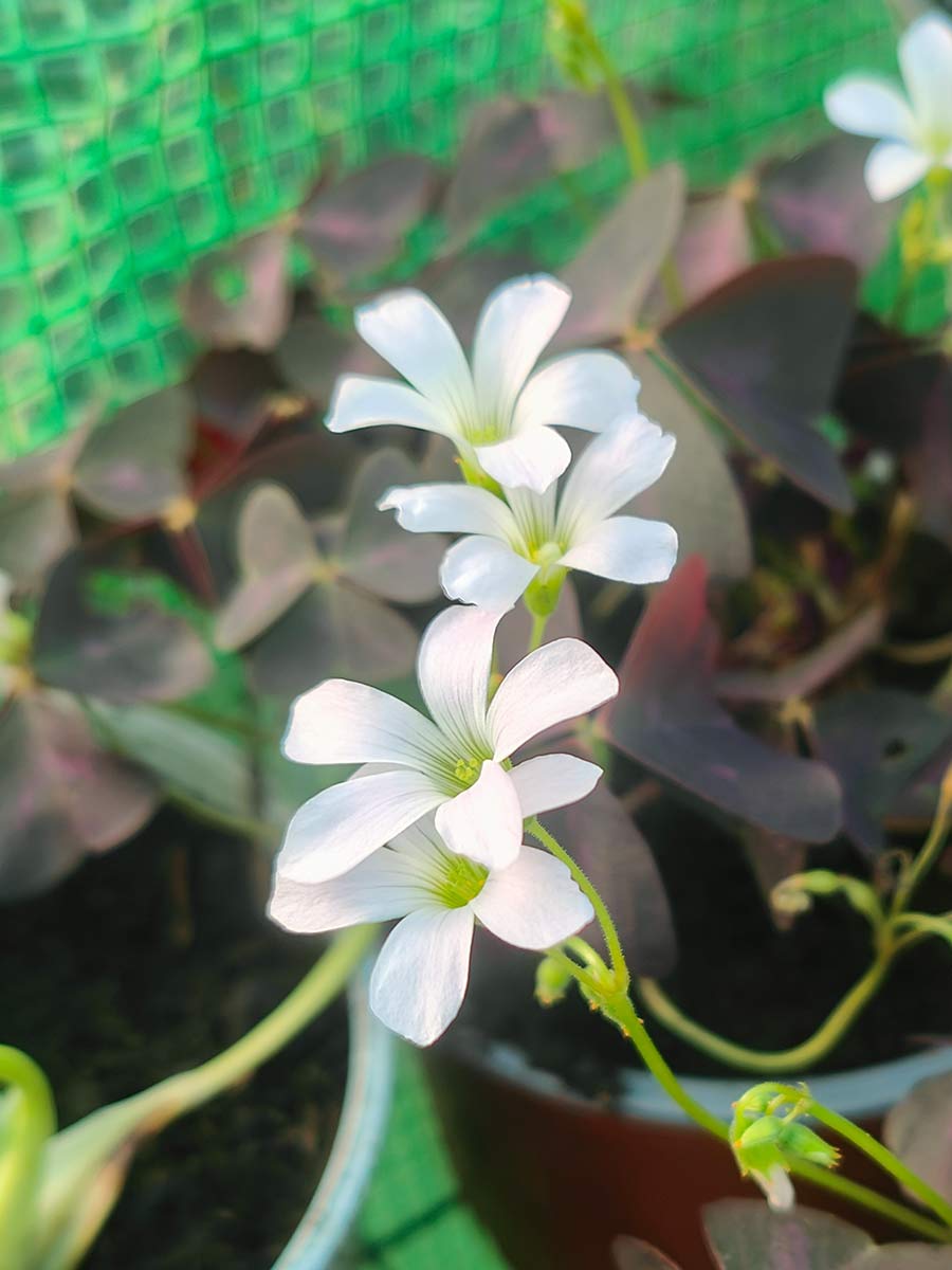 Oxalis triangularis