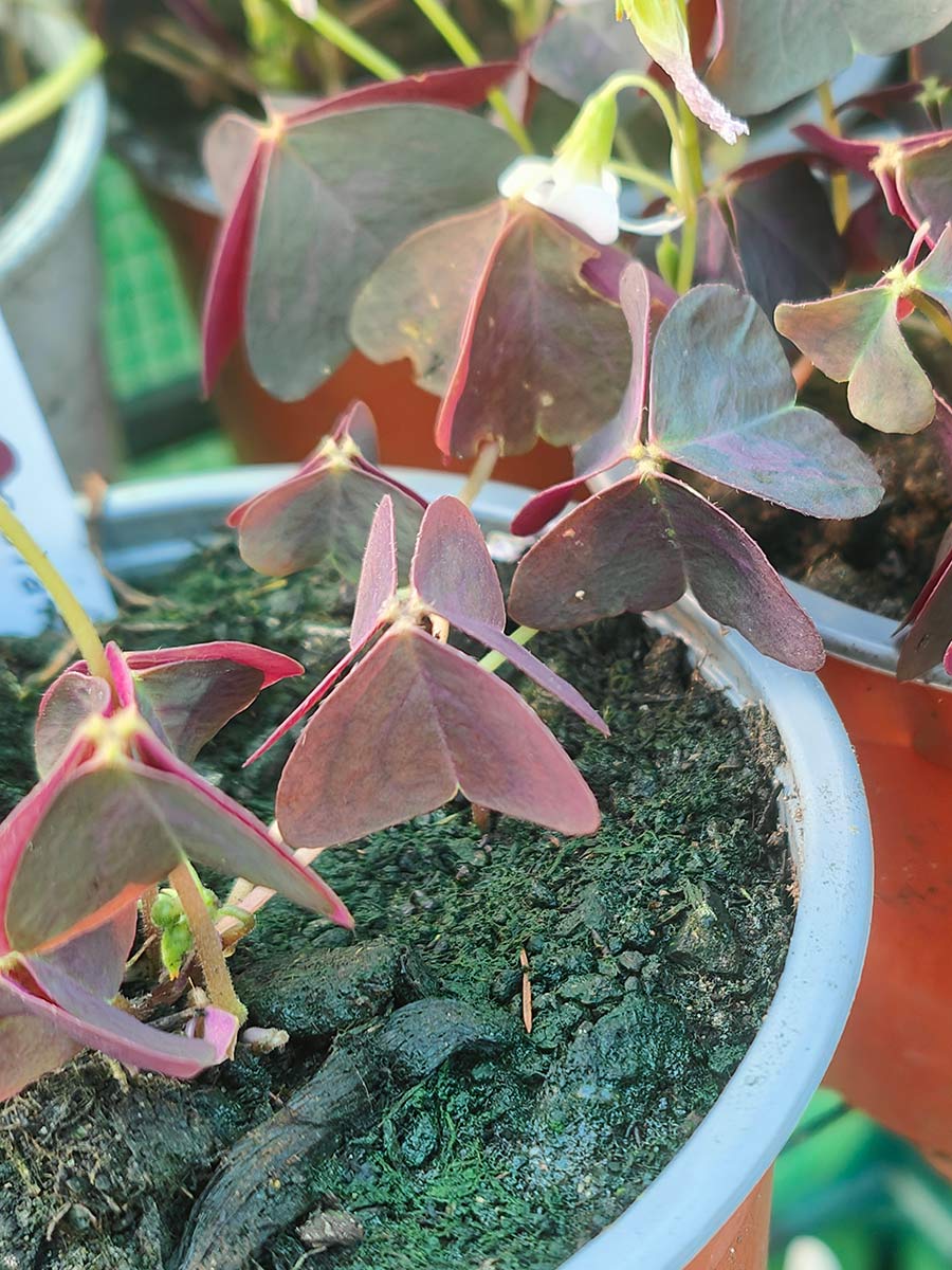 Oxalis triangularis