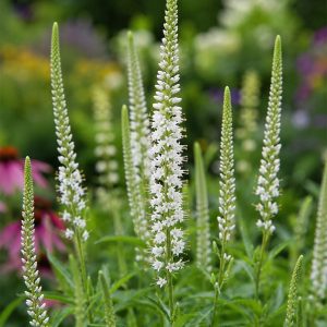 Veronicastrum virginicum 'Album'