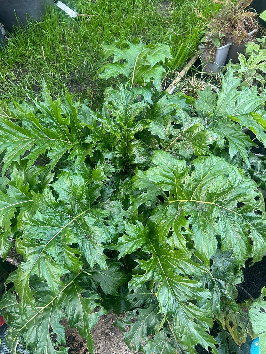 Acanthus mollis