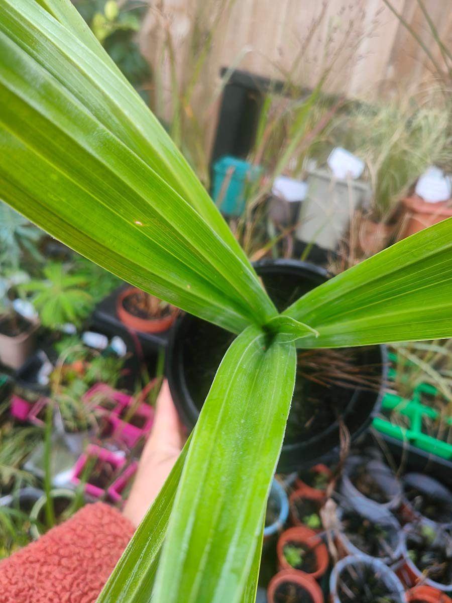 Astelia chathimica