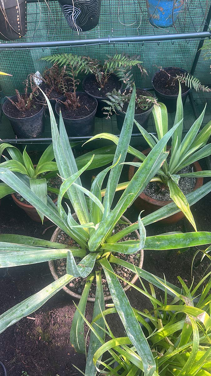 Beschoneria yuccoides