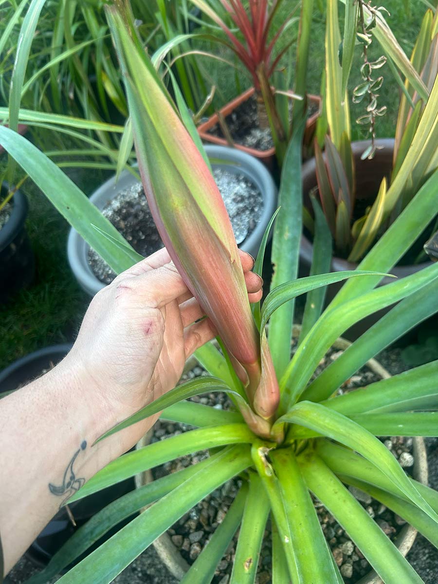 Beschoneria yuccoides