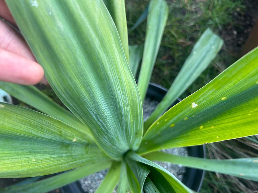 Beschoneria yuccoides