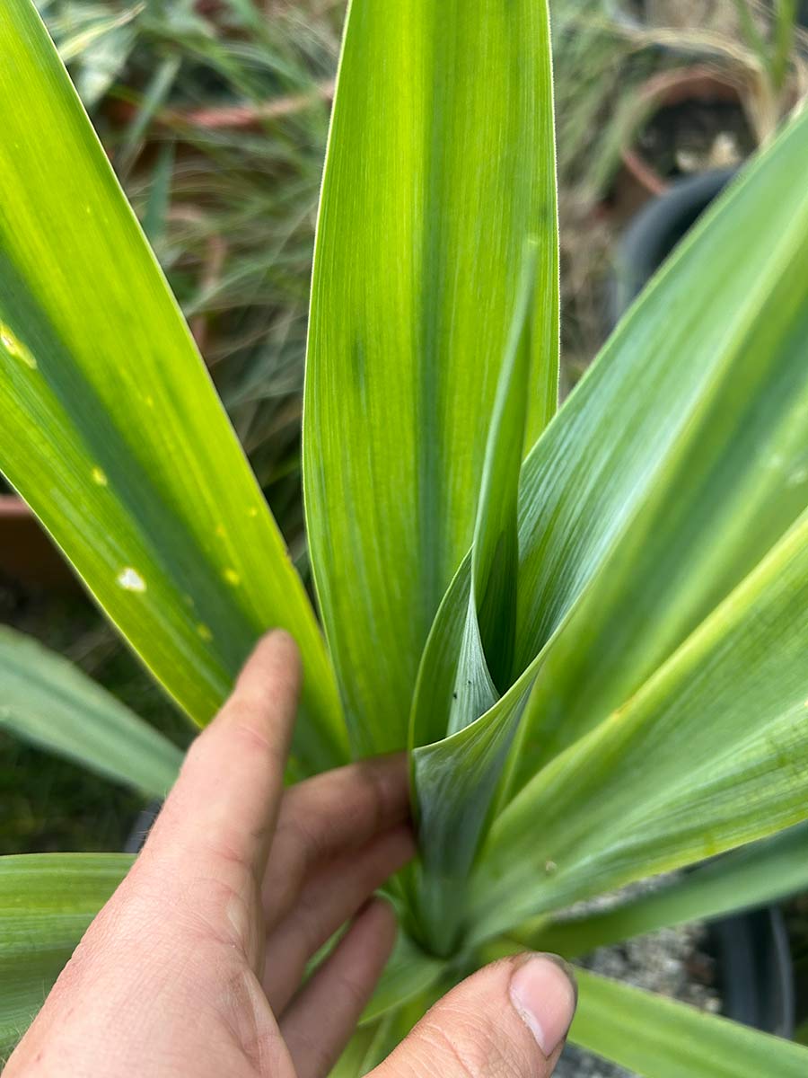 Beschoneria yuccoides