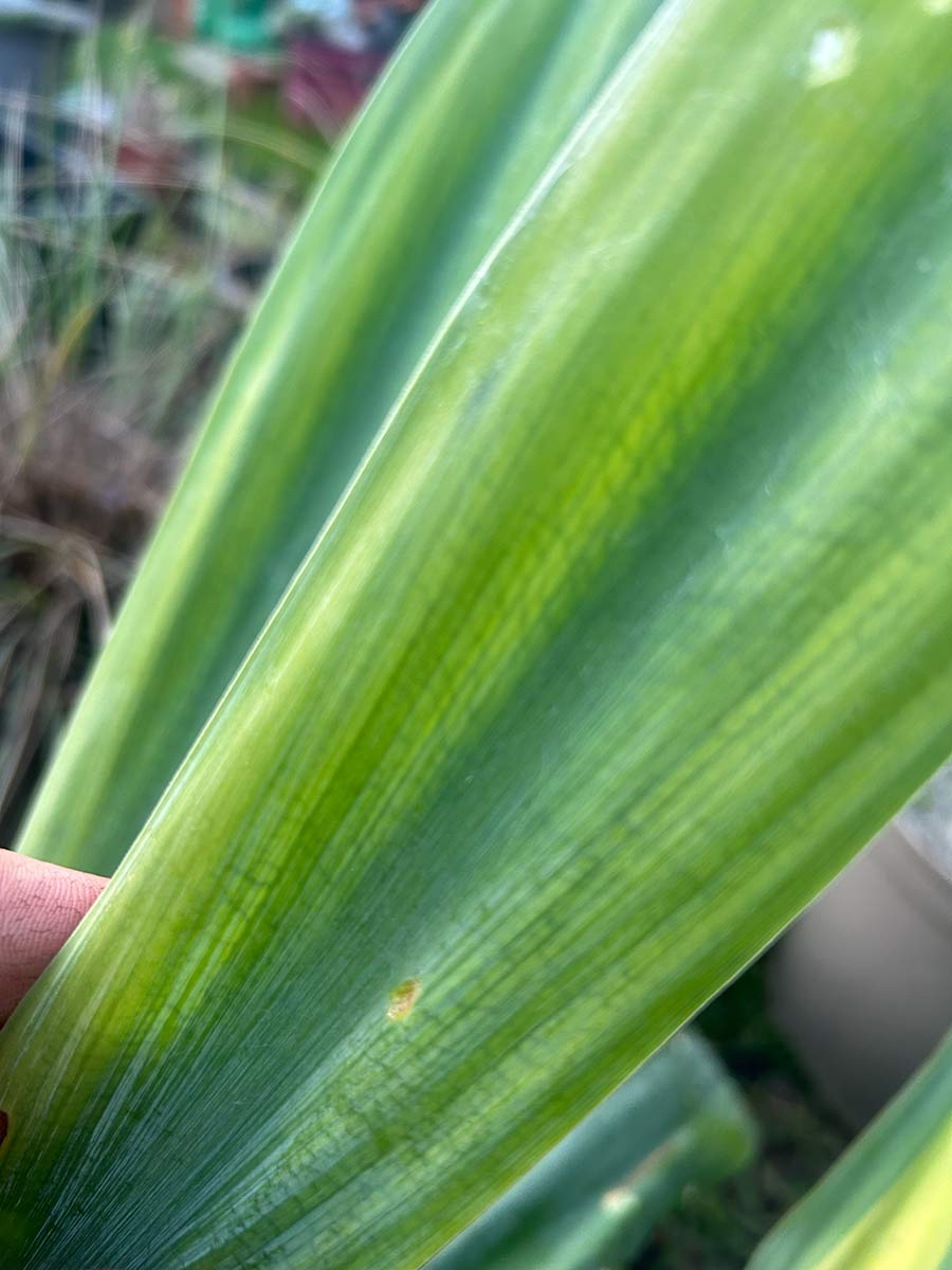 Beschoneria yuccoides