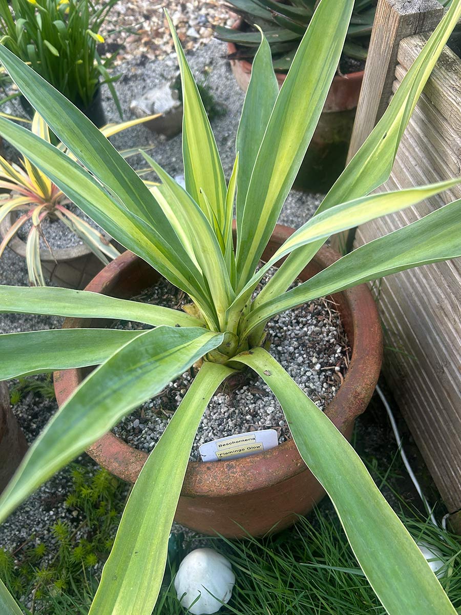 Beschoneria yuccoides 'Flamingo Glow'