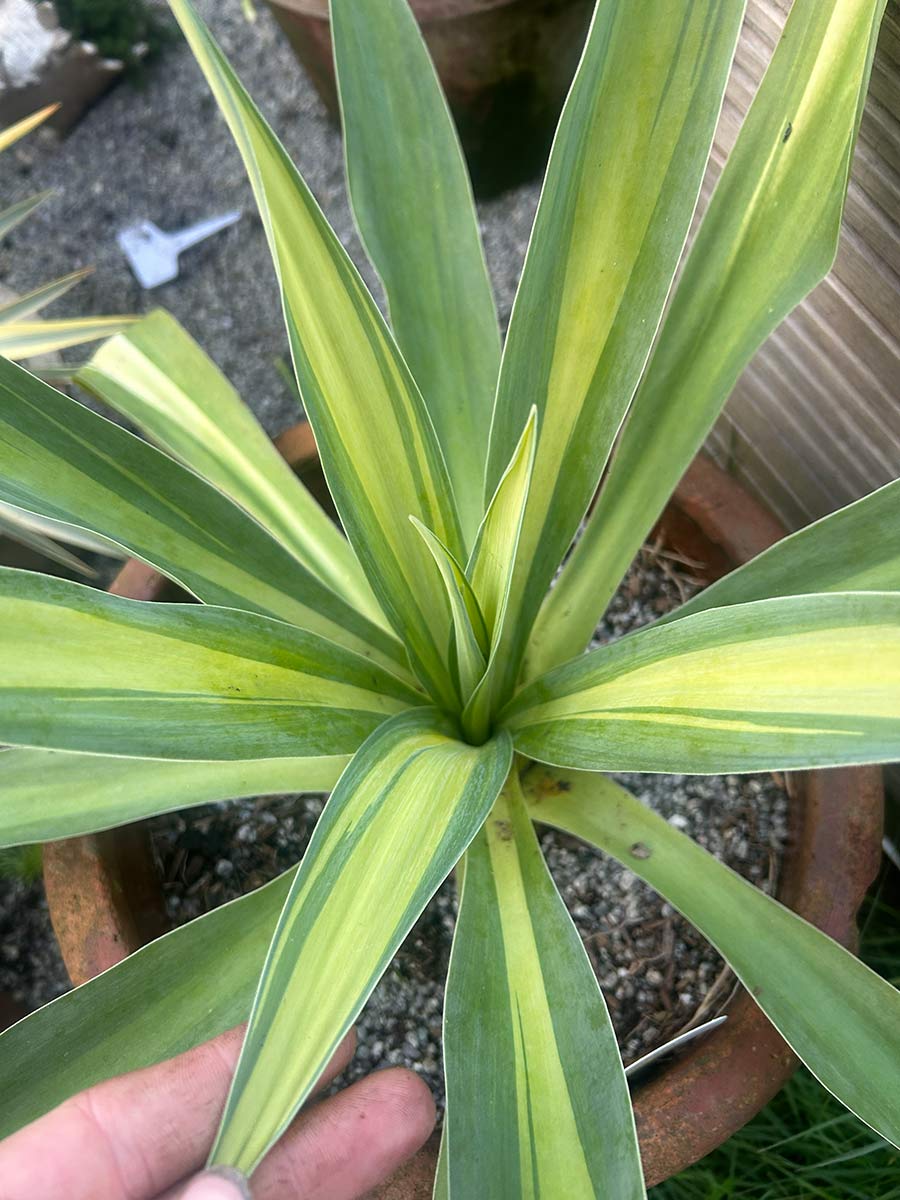 Beschoneria yuccoides 'Flamingo Glow'