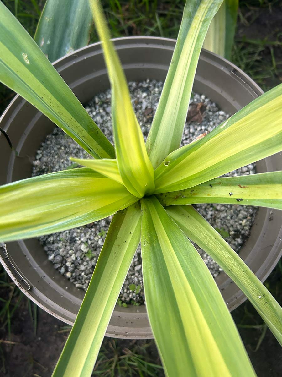 Beschoneria yuccoides 'Flamingo Glow'