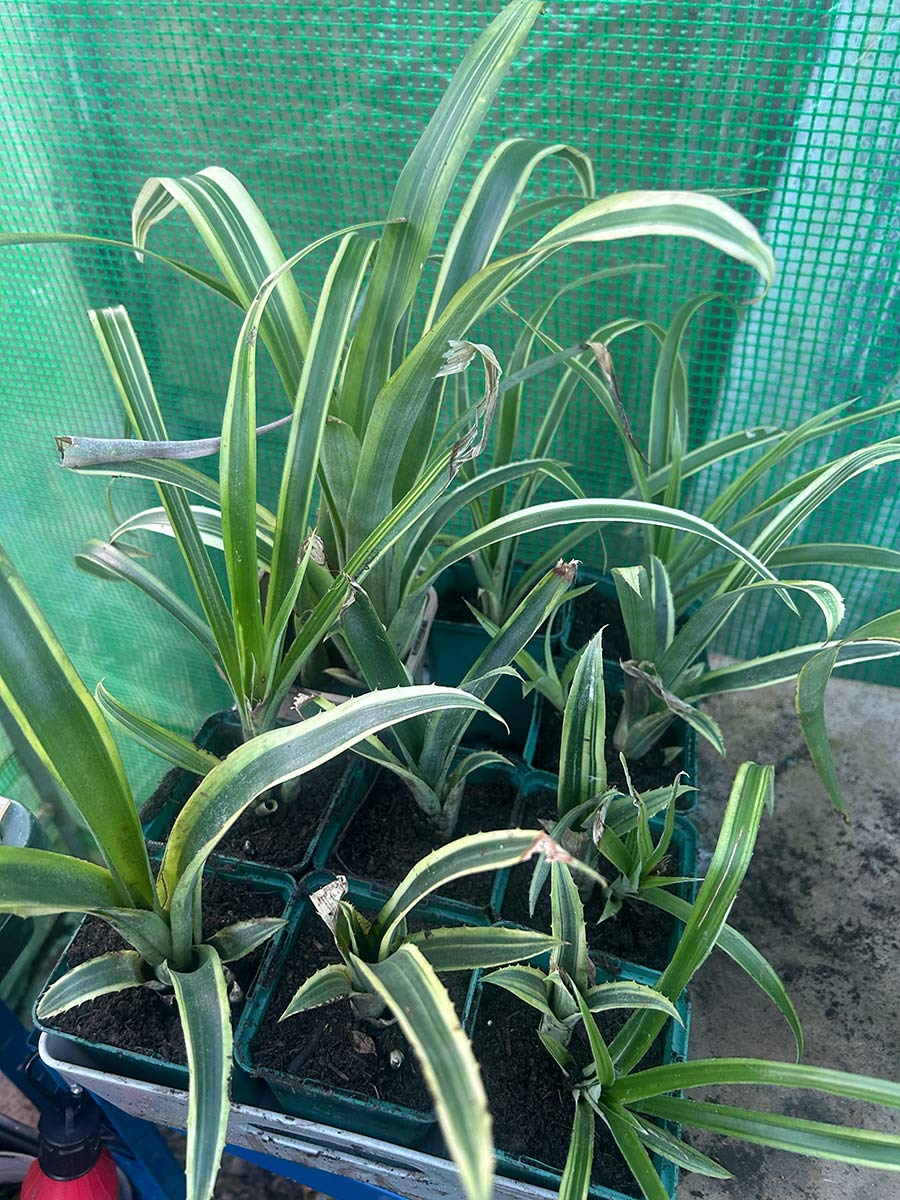 Billbergia nutans V