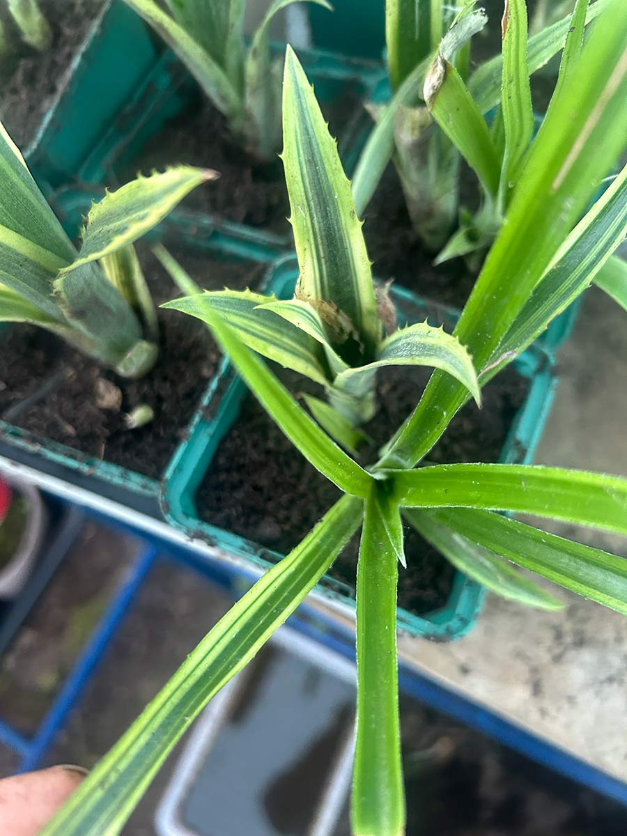 Billbergia nutans V