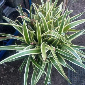 Billbergia nutans V