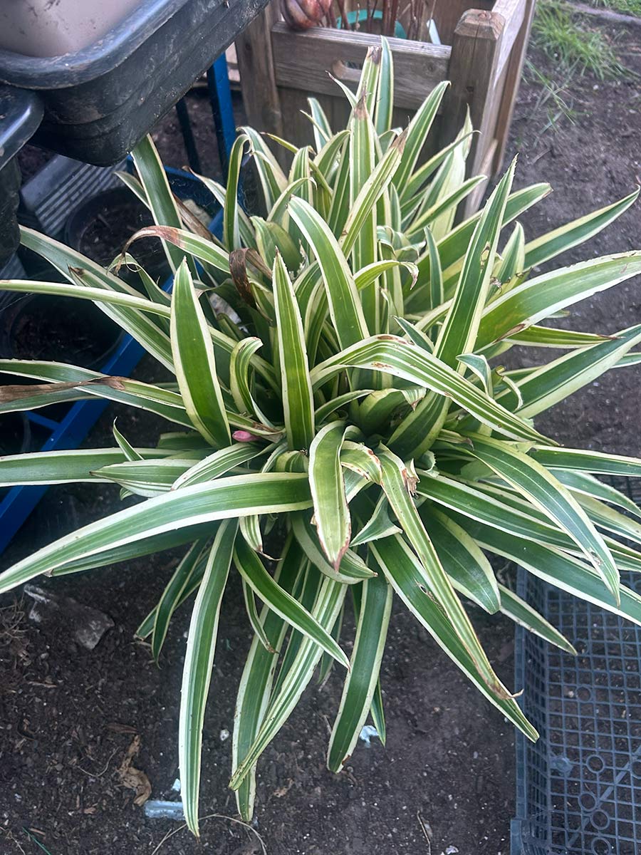 Billbergia nutans V
