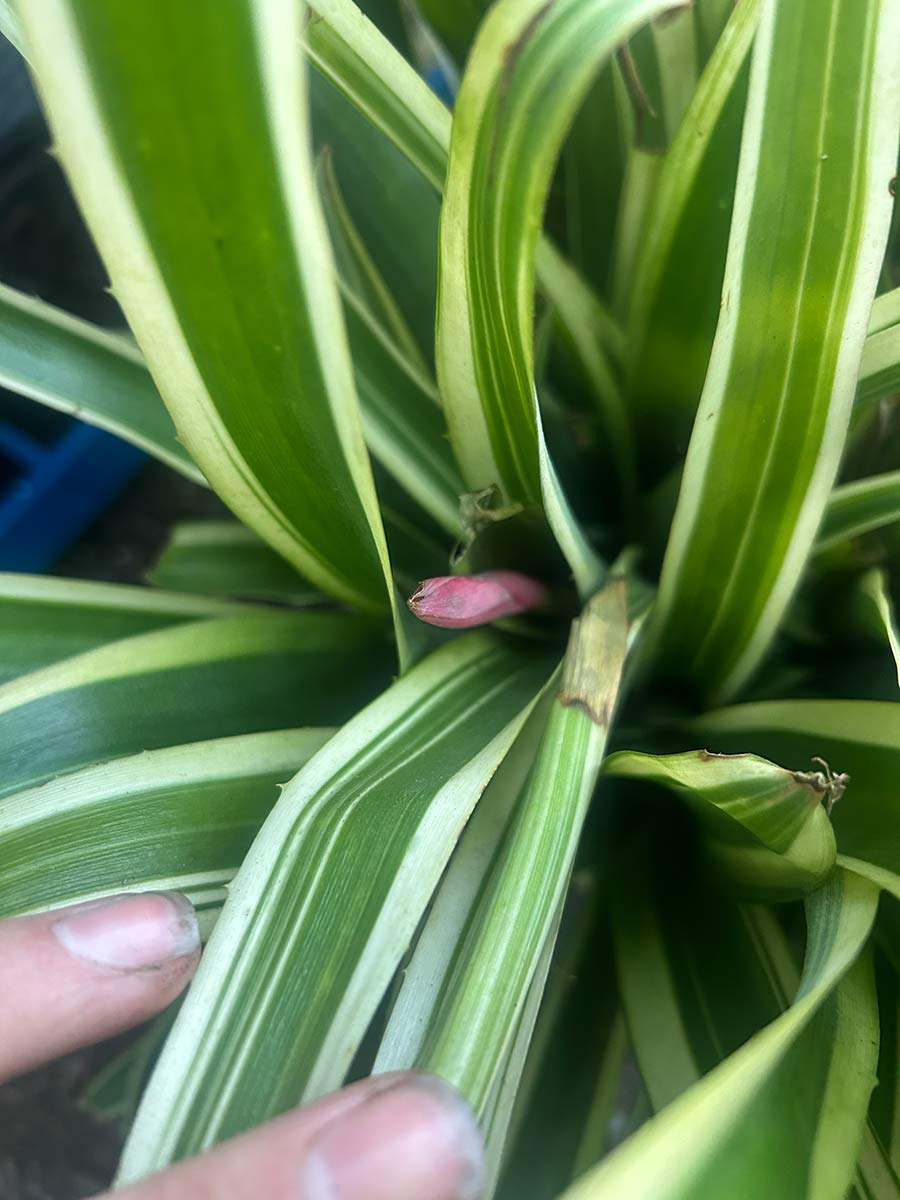 Billbergia nutans V