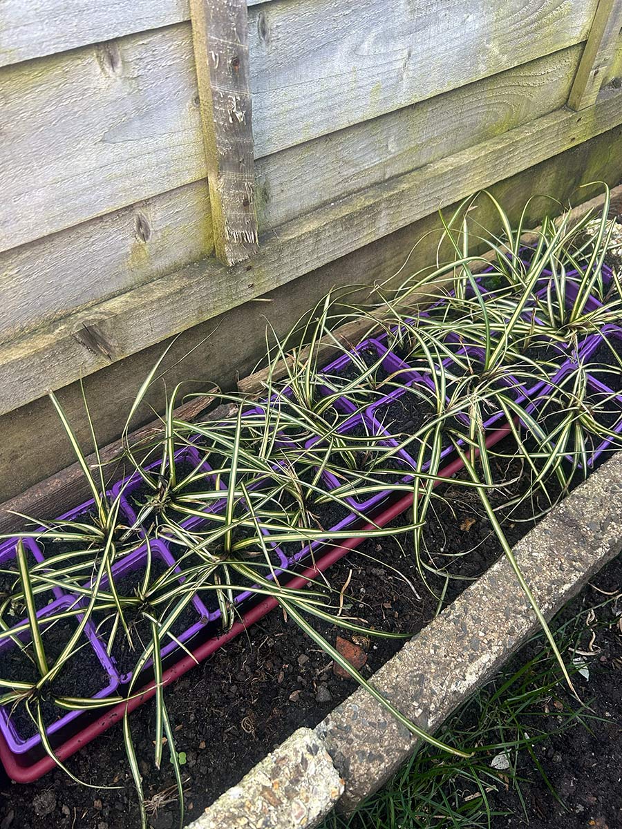 Carex Evergold