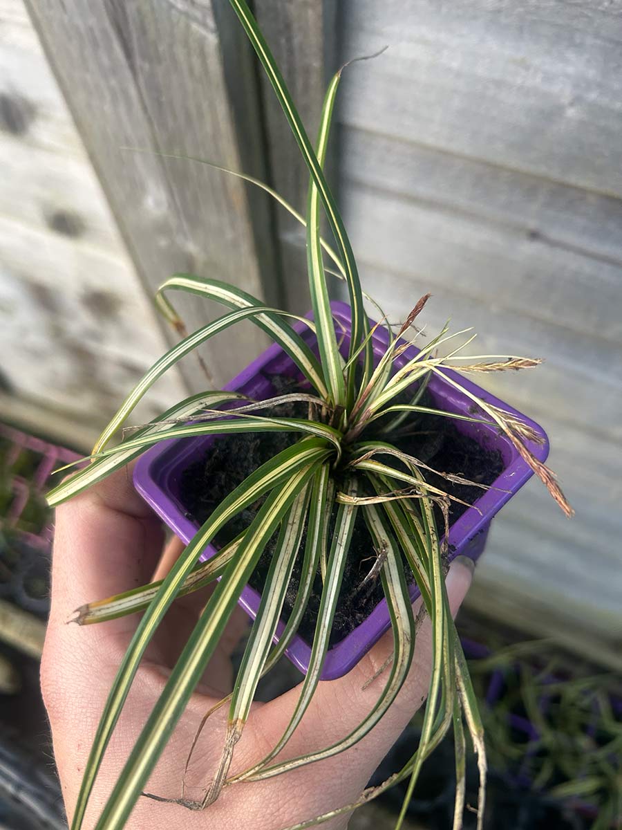Carex Evergold