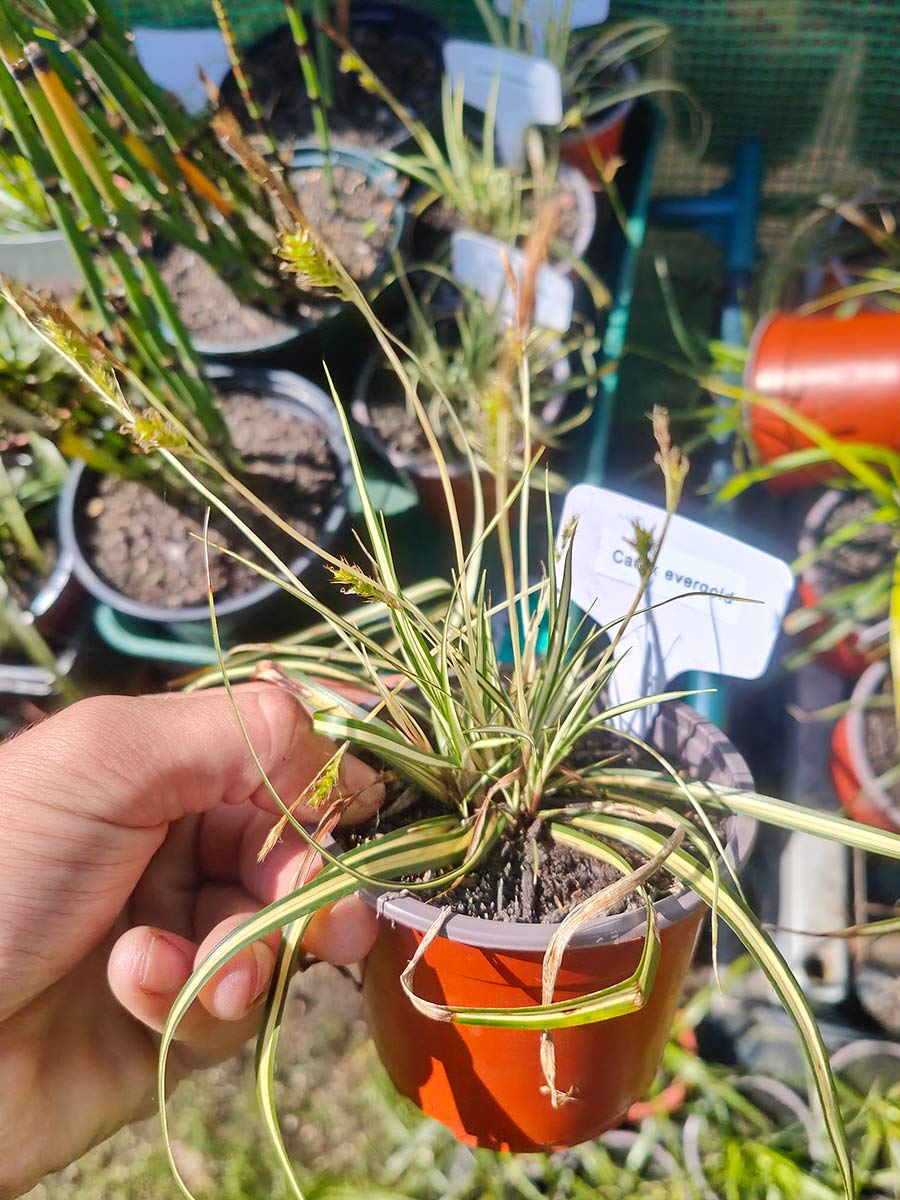 Carex Evergold
