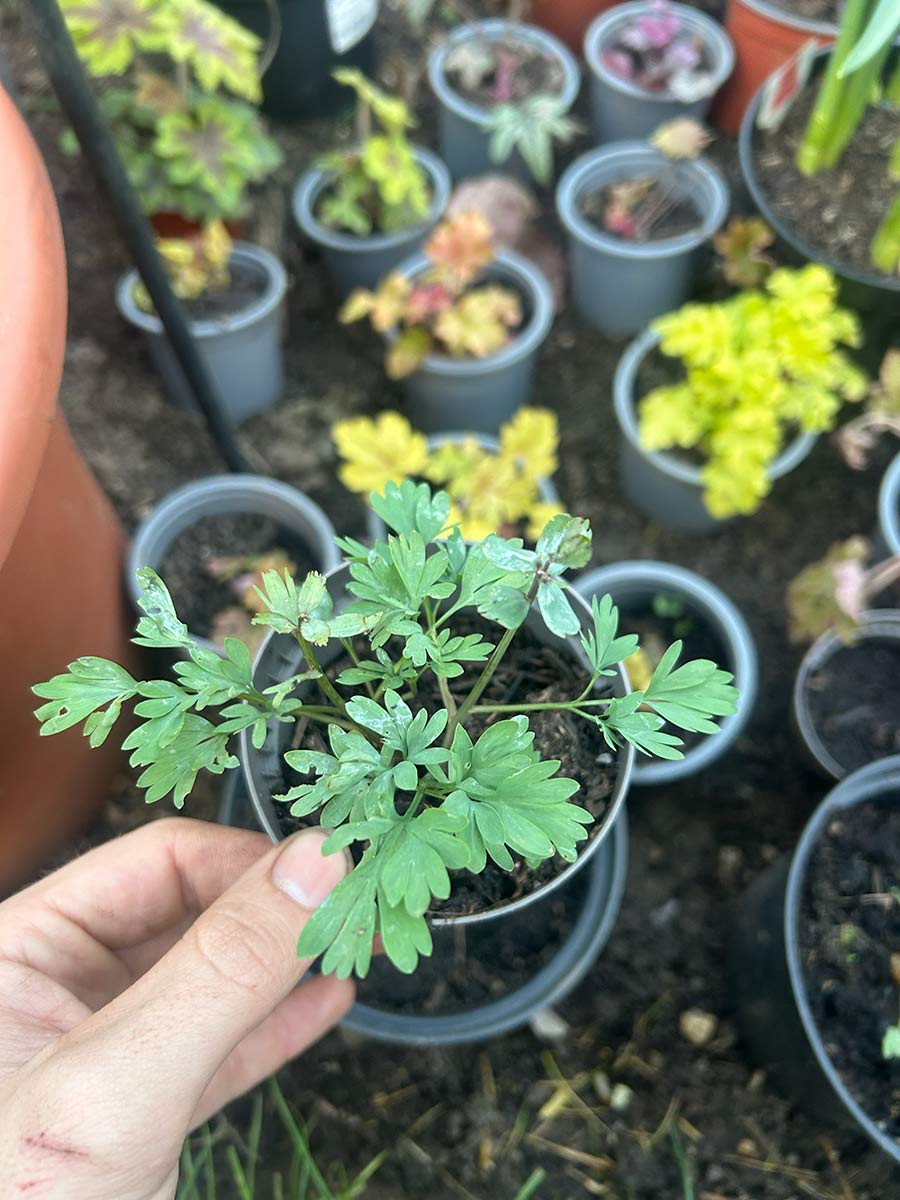 Corydalis solida 'Purple Bird'