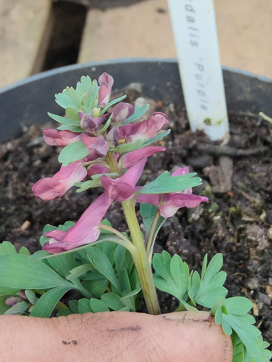 Corydalis solida 'Purple Bird'