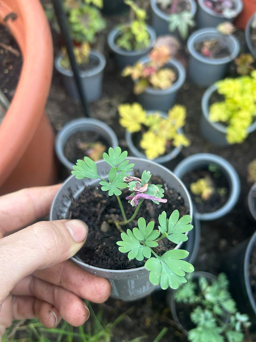 Corydalis solida 'Purple Bird'