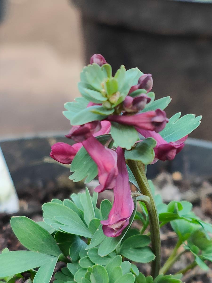 Corydalis solida 'Purple Bird'
