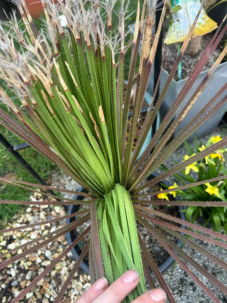 Dasylirion serratifolium