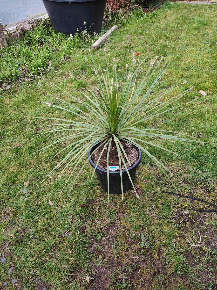 Dasylirion serratifolium