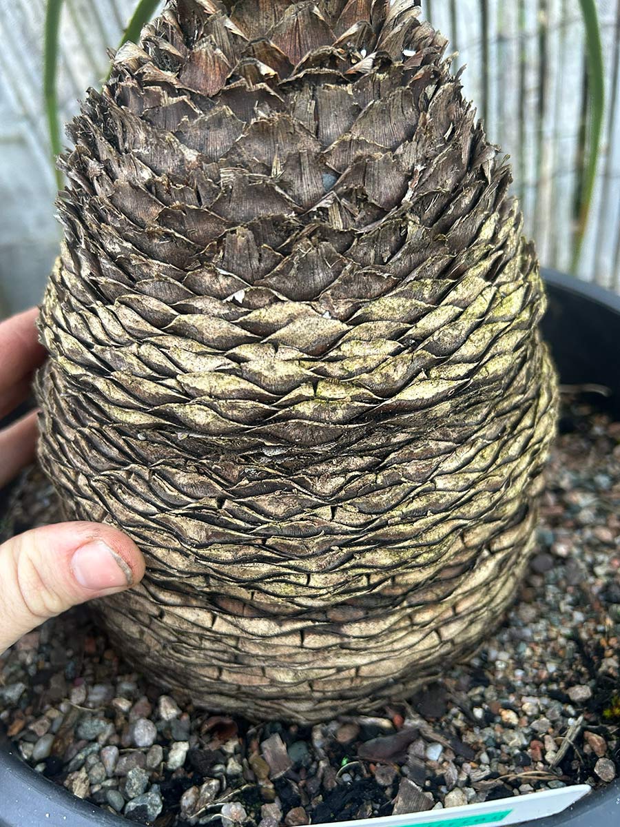 Dasylirion serratifolium