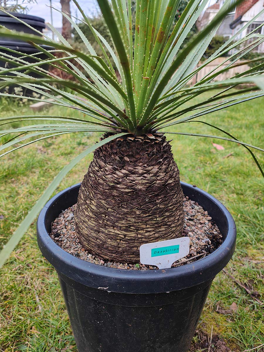 Dasylirion serratifolium