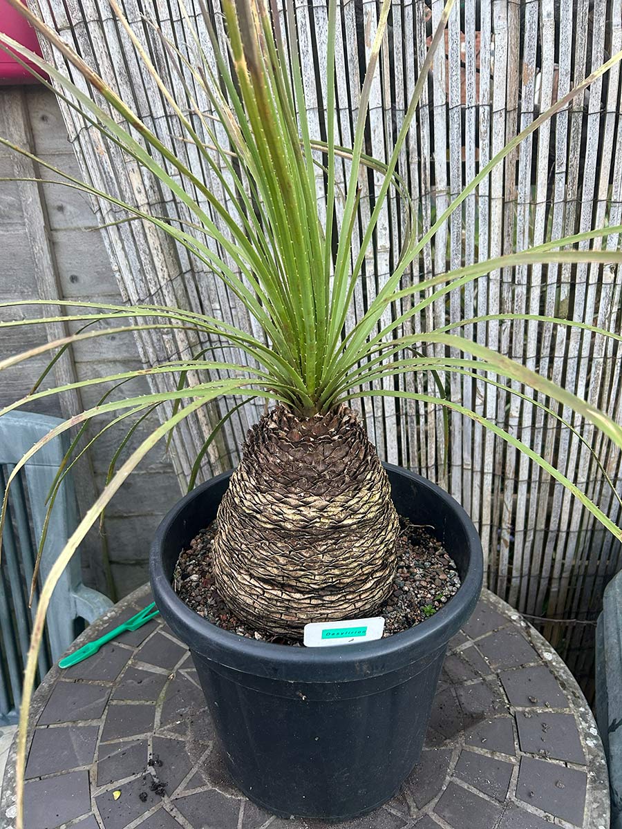 Dasylirion serratifolium