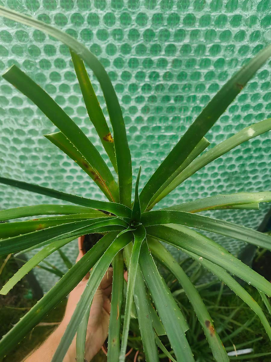 Fascicularia bicolour