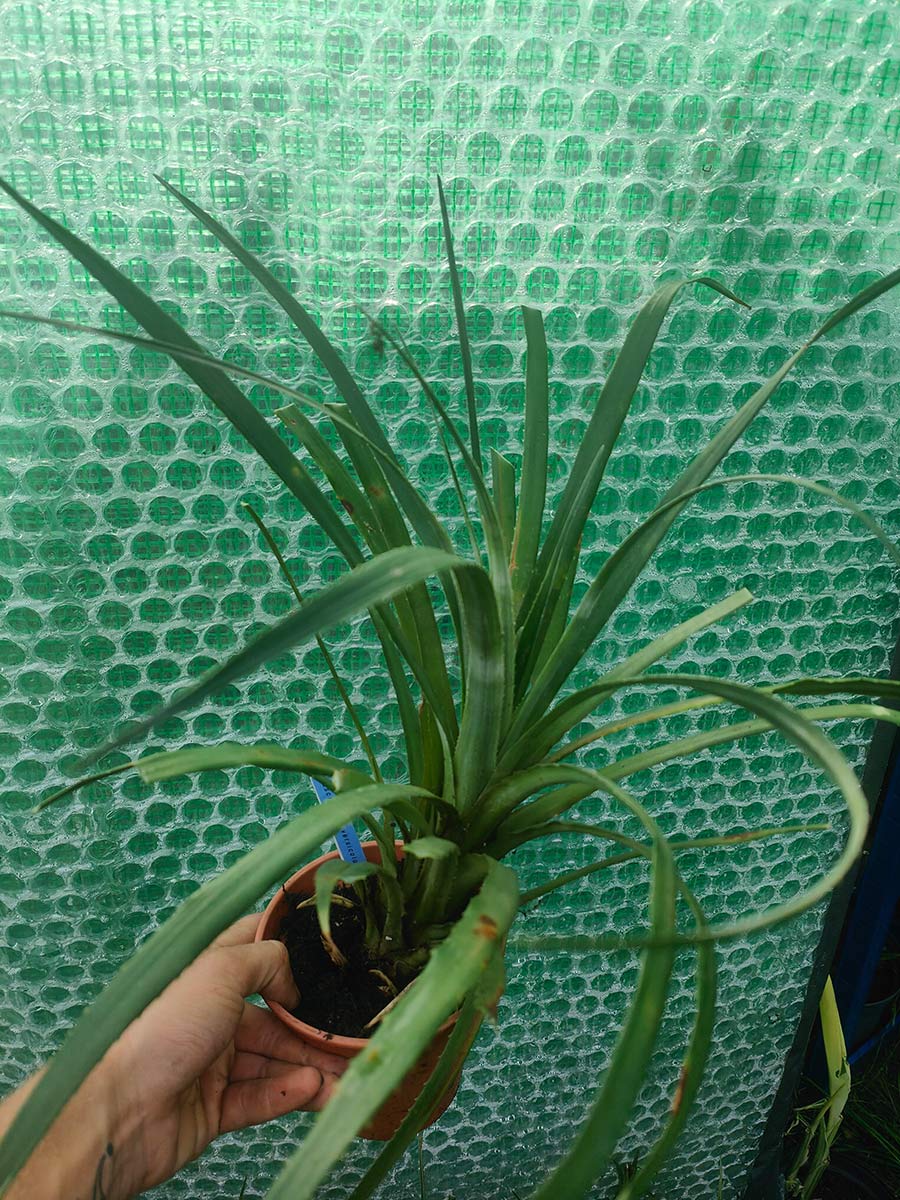 Fascicularia bicolour