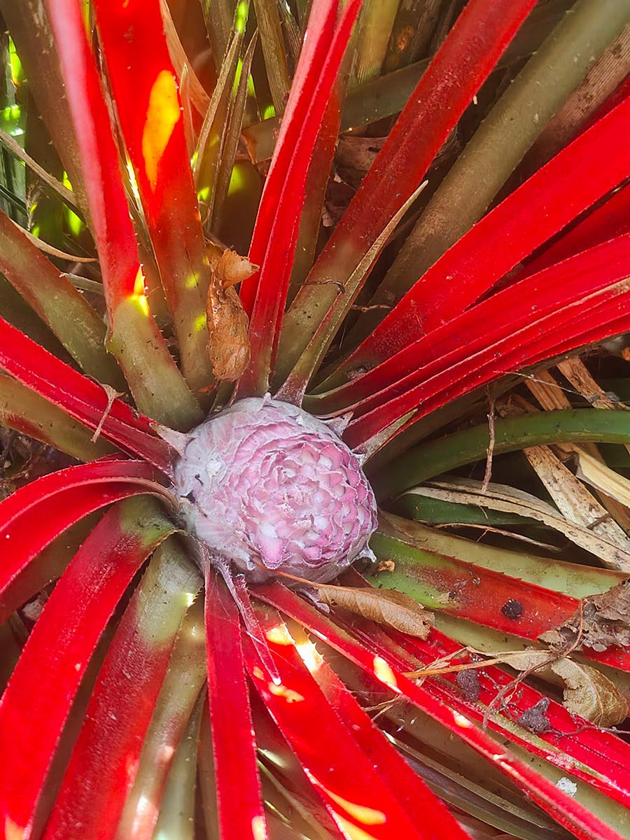 Fascicularia bicolour