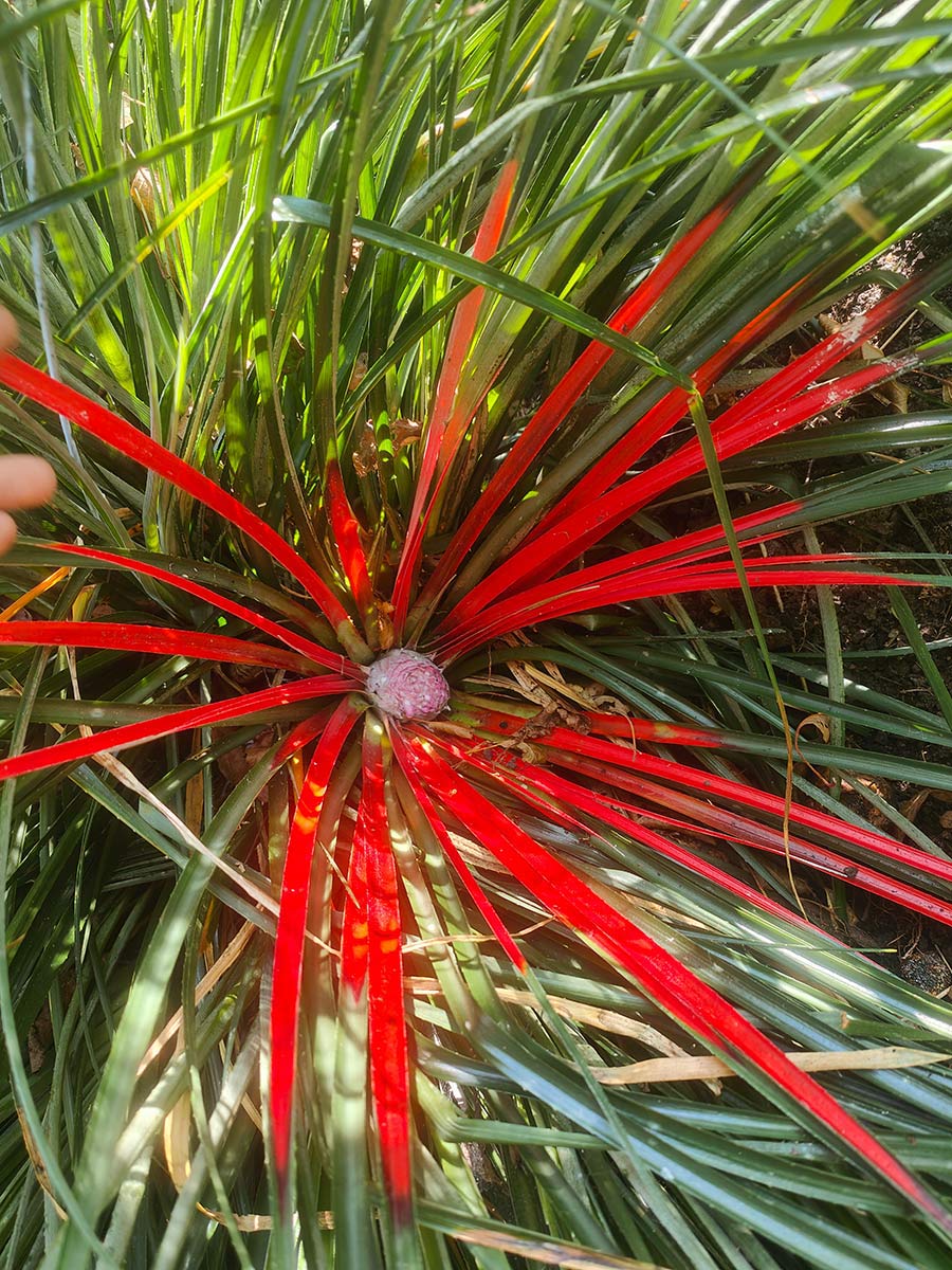 Fascicularia bicolour