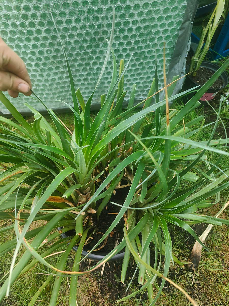 Fascicularia bicolour