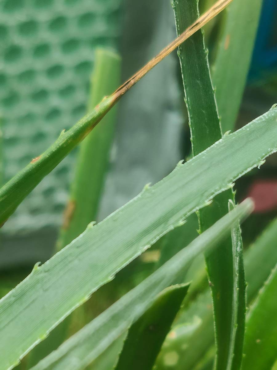 Fascicularia bicolour