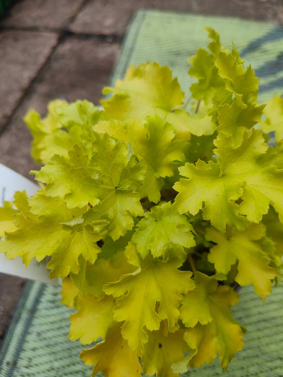 Heuchera 'Lime Marmalade'