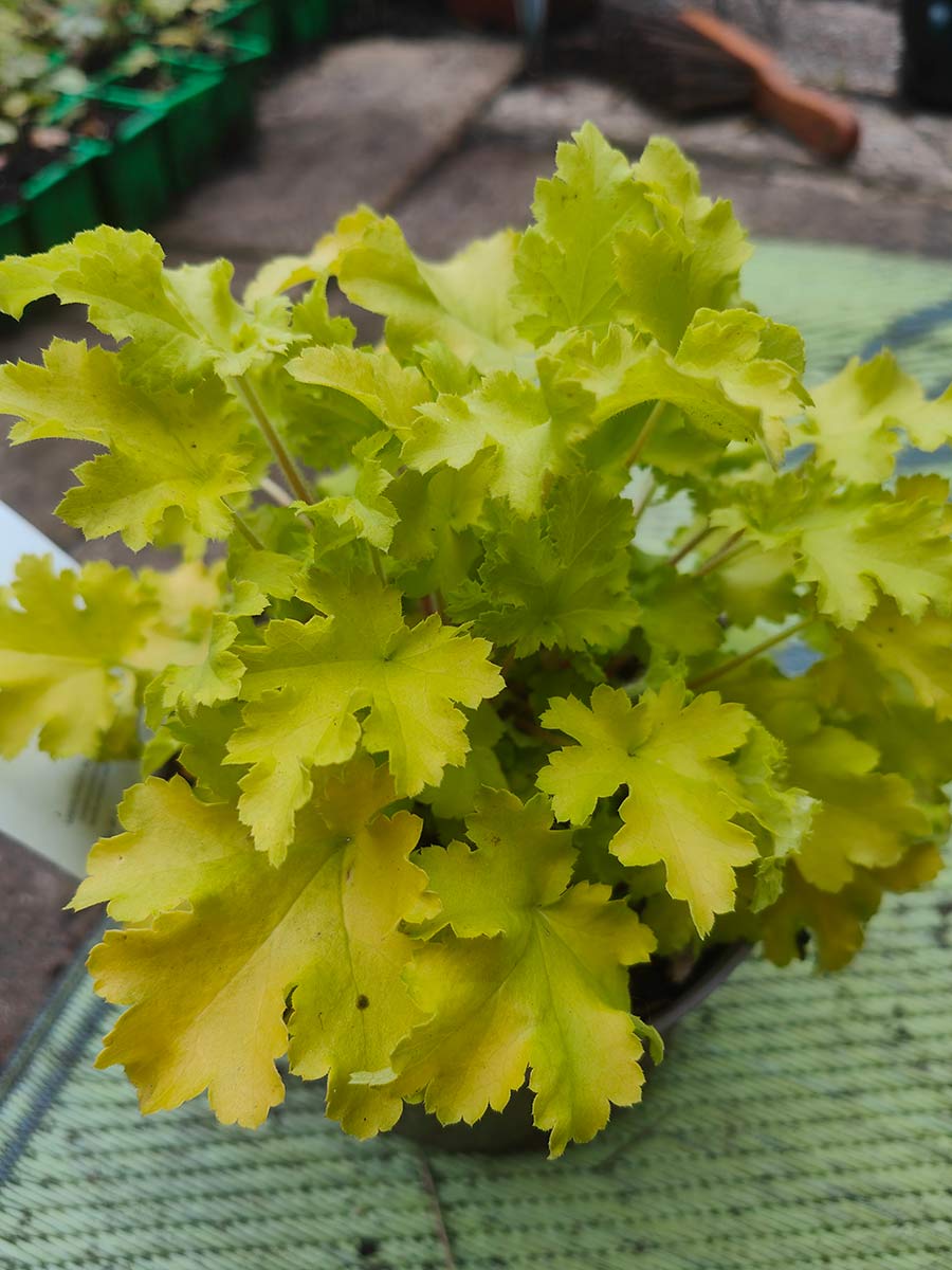 Heuchera 'Lime Marmalade'