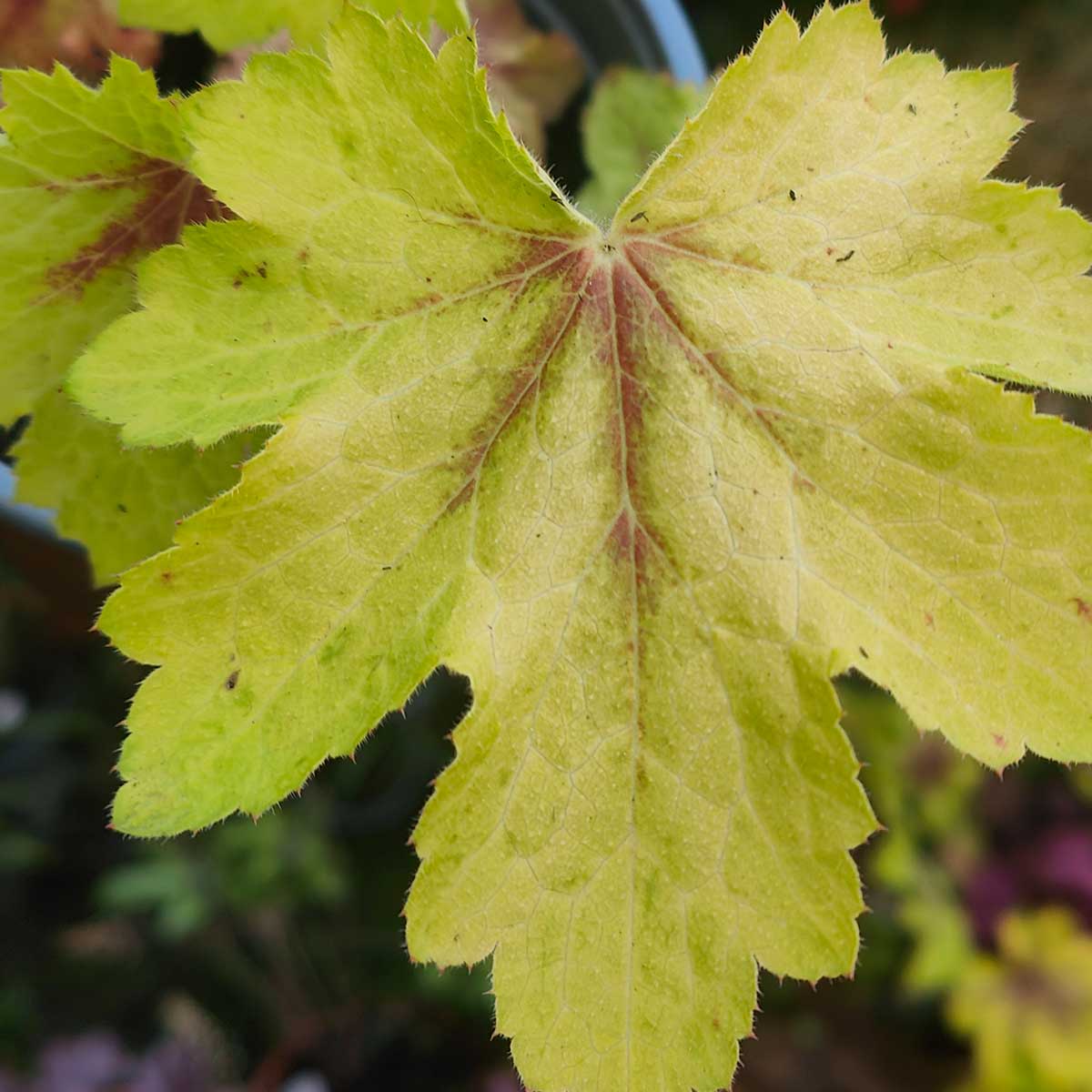 Heucherella 'Art Nouveau'