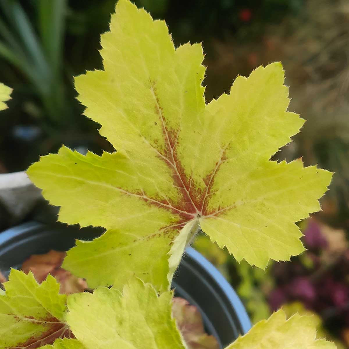 Heucherella 'Art Nouveau'